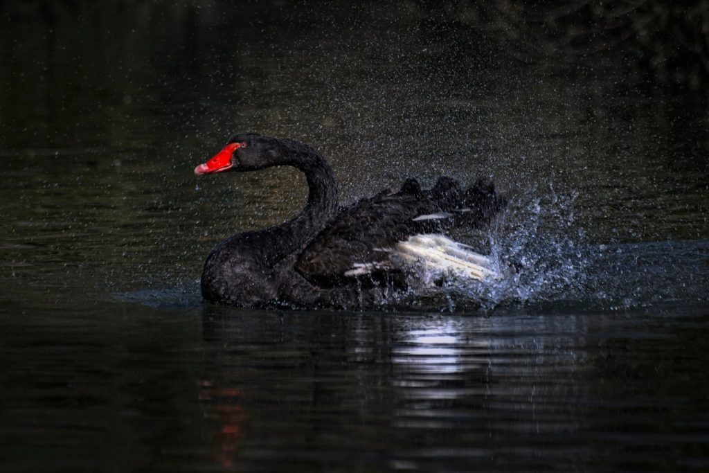 https-assets-ey-com-content-dam-ey-sites-ey-com-en_gl-topics-transaction-advisory-services-hero-images-ey-black-swan-shaking-water-from-feathers-on-lake-jpg-rendition-1800-1200-jpg